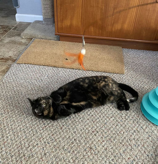 cats - Lady Image 16