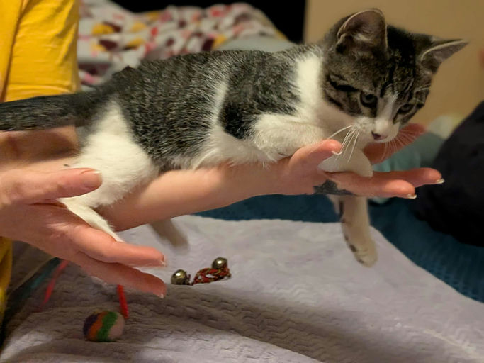 cats - Smalls Image 2