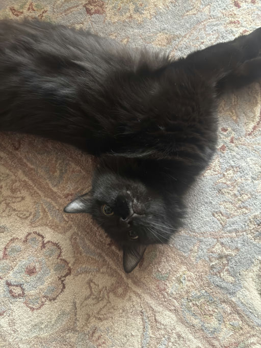 cats - Astria Image 1