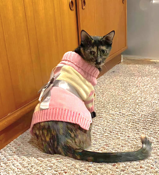 cats - Lady Image 18