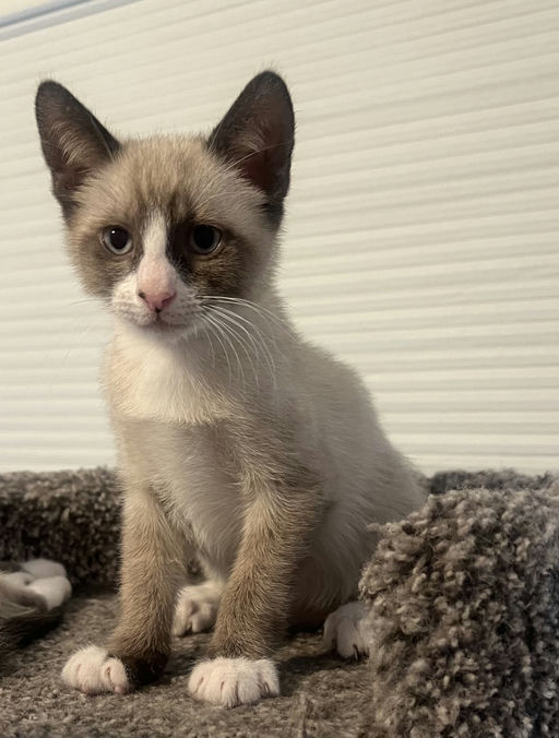 cats - Bingo Image 7