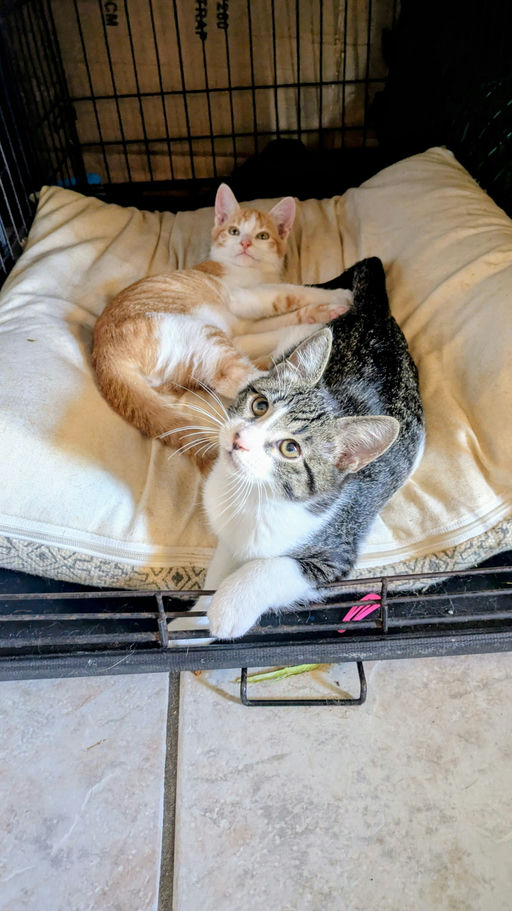 cats - Smalls Image 8