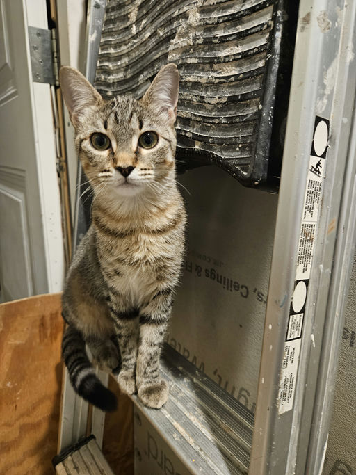 cats - Caroll Image 2