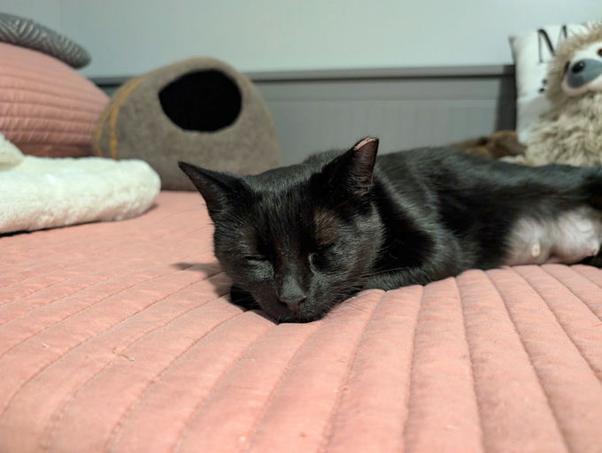 cats - Comet Image 4