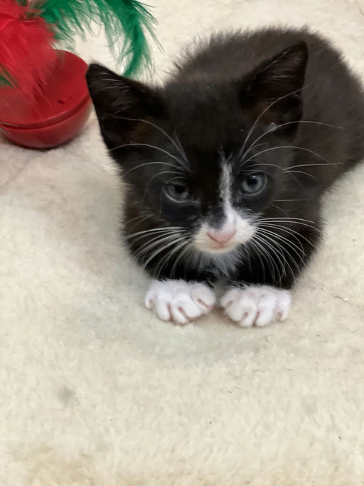 cats - Viserion Image 0