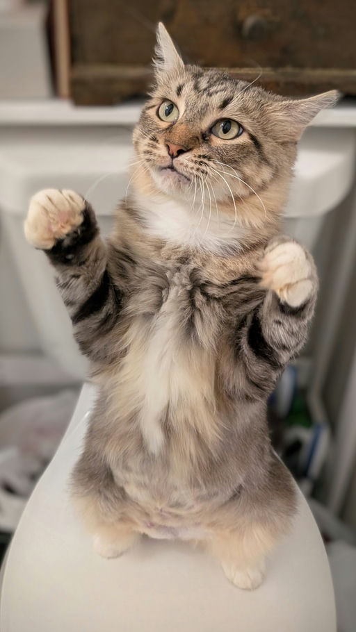 cats - Cleopatra Image 2