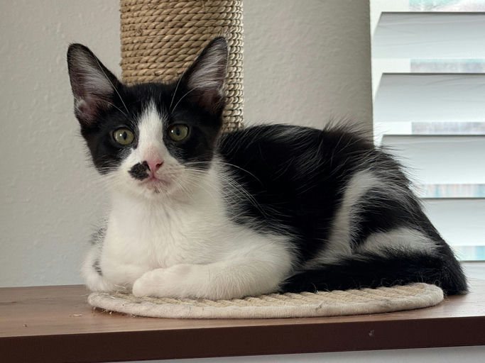 cats - Muffin Image 2