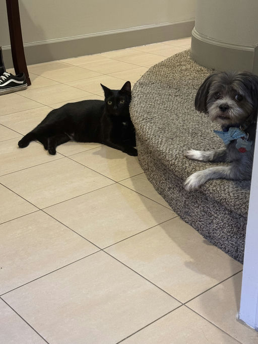 cats - Peter Image 5