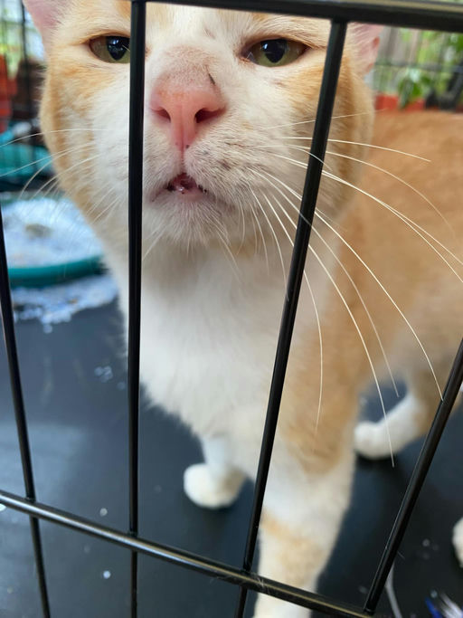 cats - Honey Butter Image 7