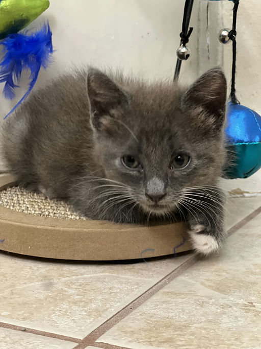 cats - Drogon Image 0