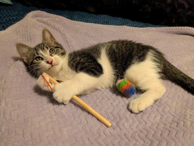 cats - Smalls Image 7