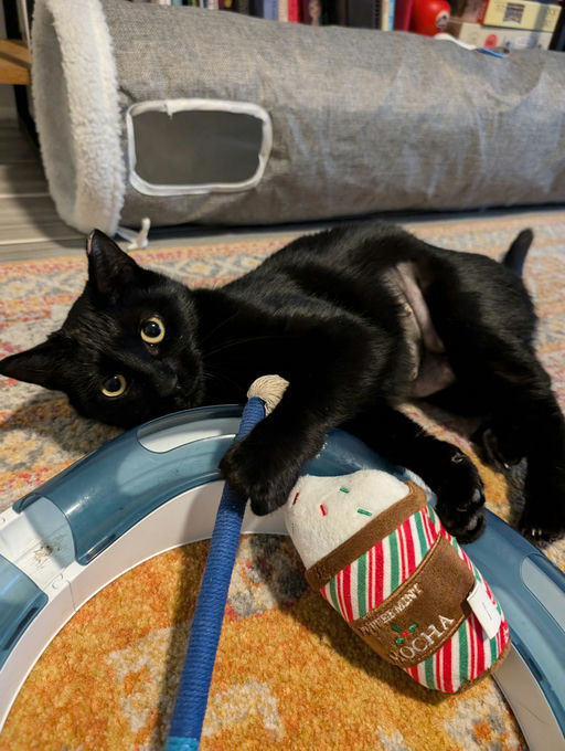 cats - Comet Image 13