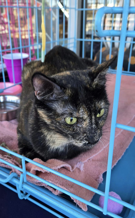 cats - Lady Image 10