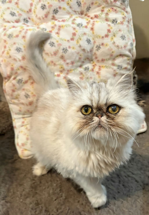 cats - Princess Image 0