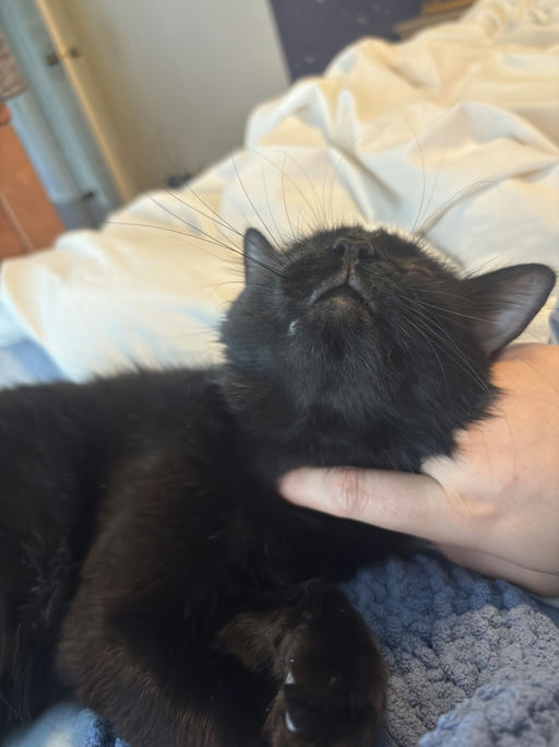 cats - Astria Image 0