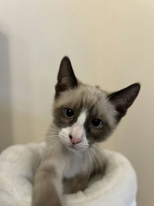 cats - Bingo Image 1