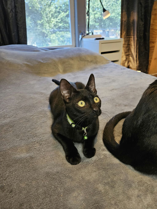 cats - Casanova Image 1