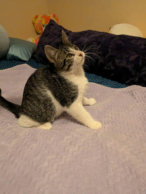 cats - Smalls Image 6