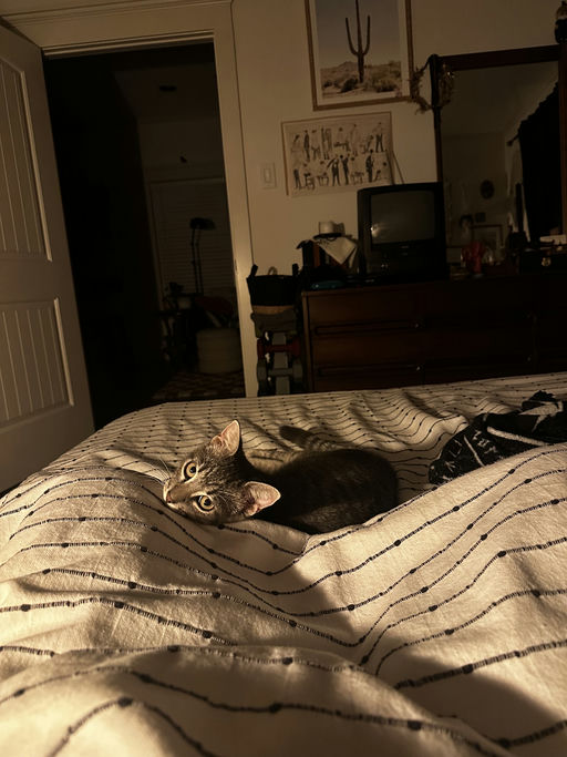 cats - Merlin Image 0