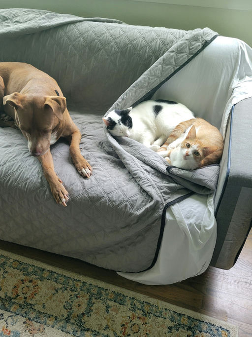 cats - Michi Image 3