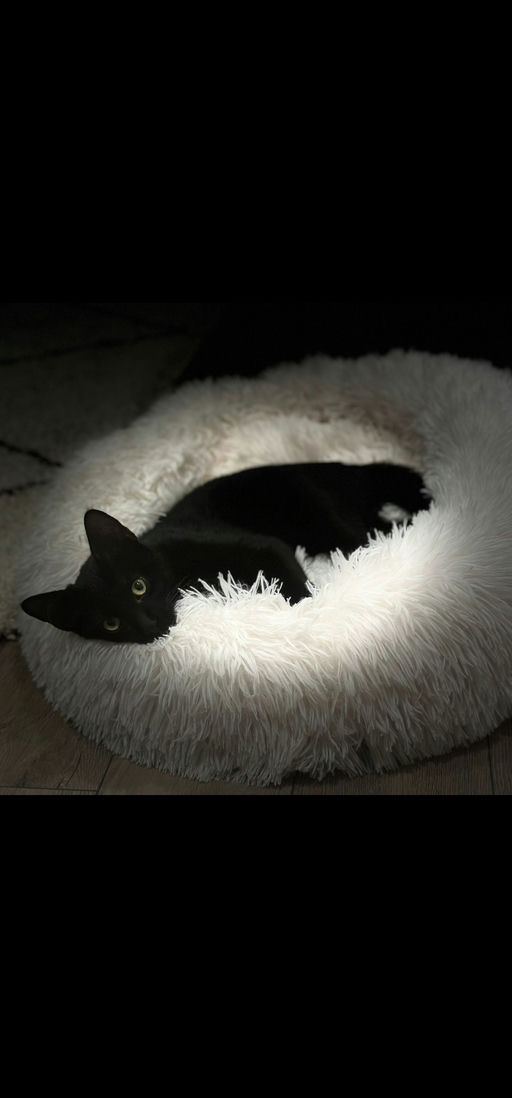 cats - Shadow Image 0