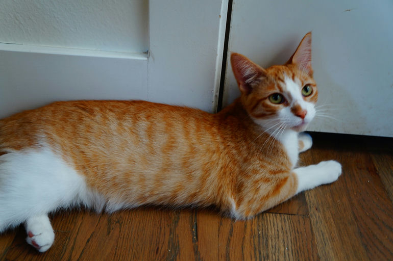 cats - Michi Image 2