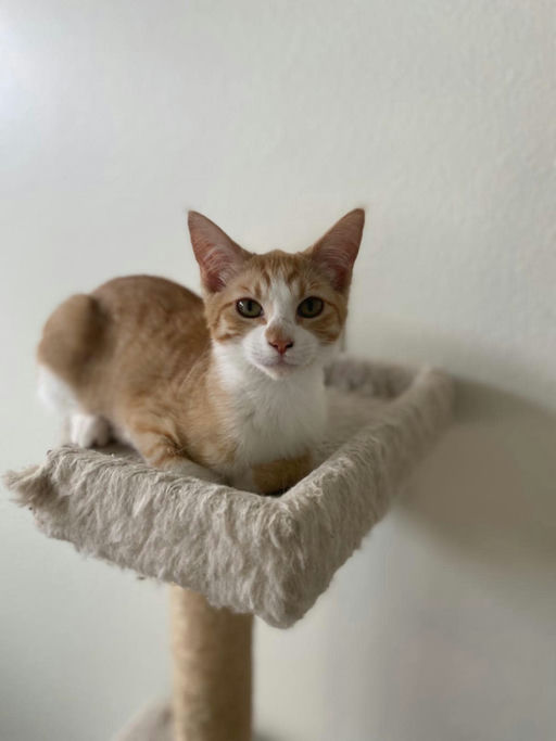 cats - Michi Image 0