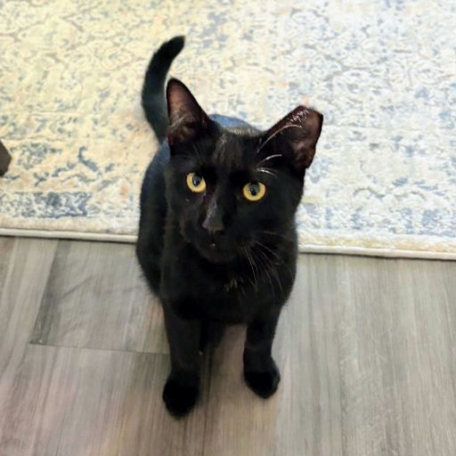 cats - Shadow Image 2