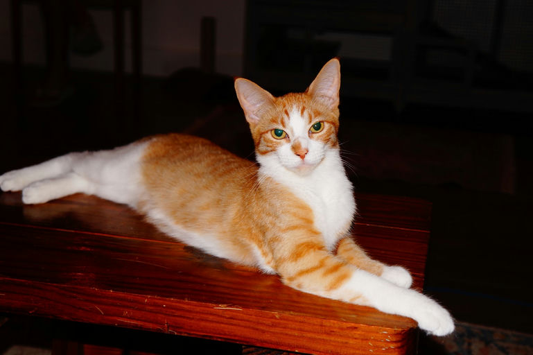 cats - Michi Image 1