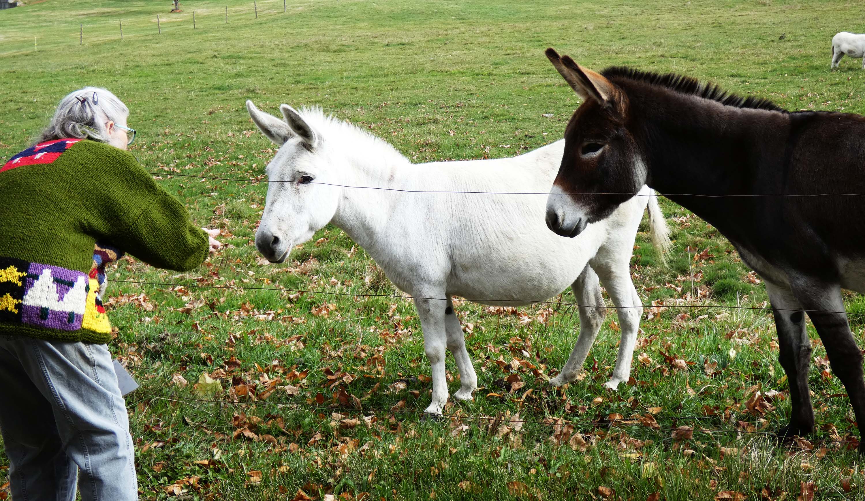 Historical Society looking at the rehab and future use of Pierson Hall