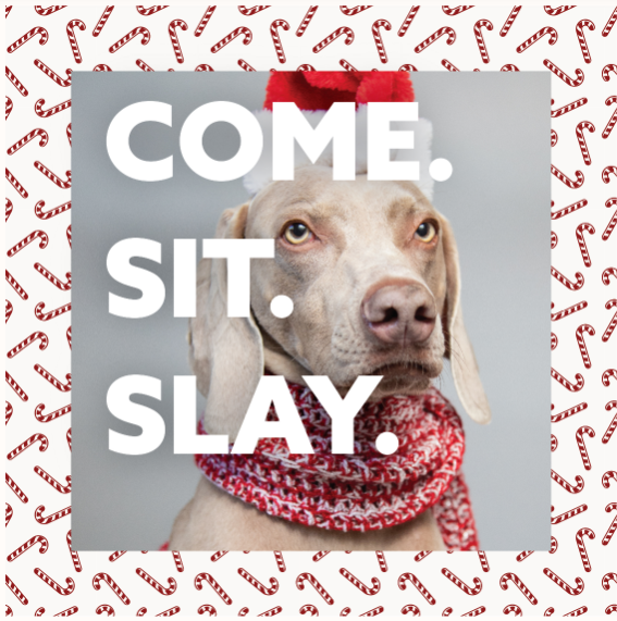 Santa Paws at Stamford Town Center