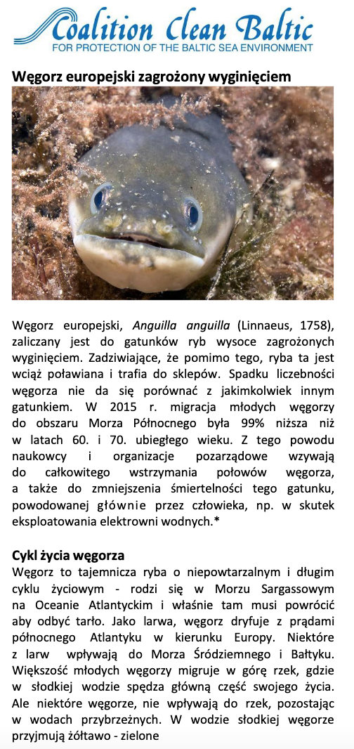 Węgorz europejski zagrożony wyginięciem