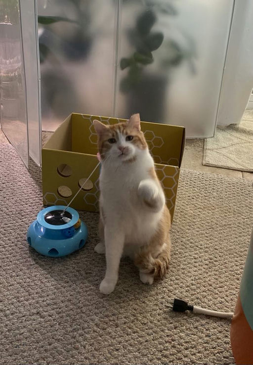 cats - Honey Butter Image 18