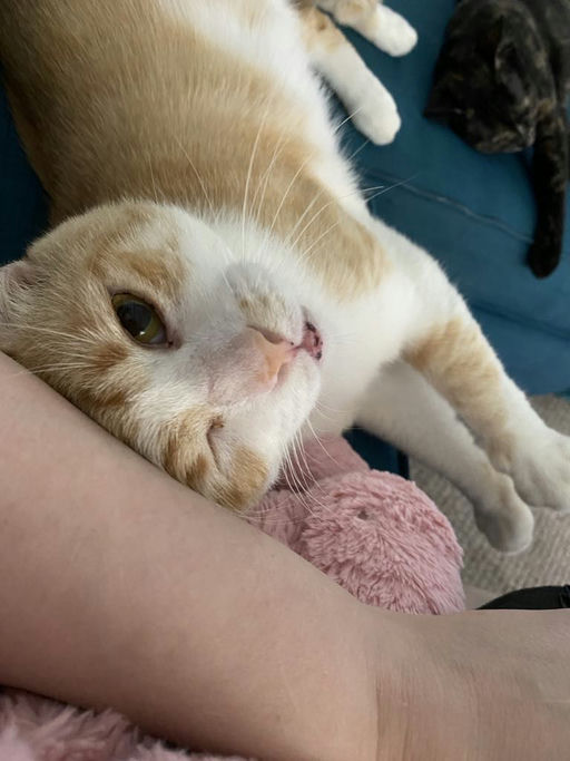 cats - Honey Butter Image 11