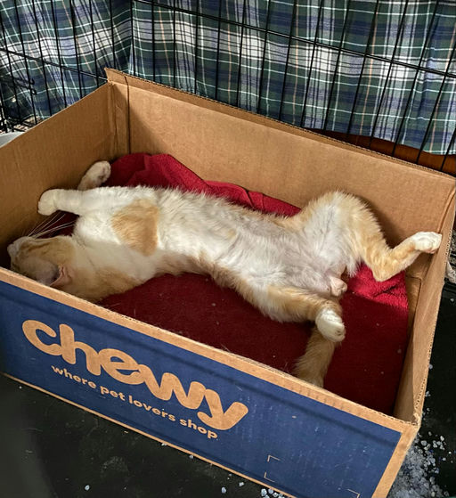 cats - Honey Butter Image 5