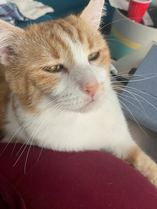 cats - Honey Butter Image 10