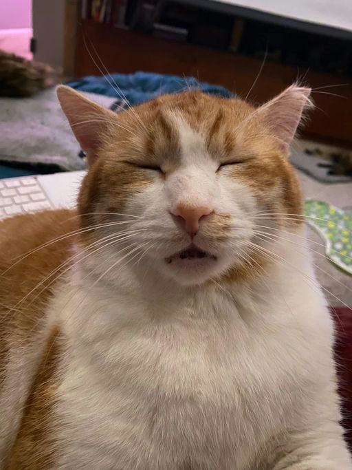 cats - Honey Butter Image 16