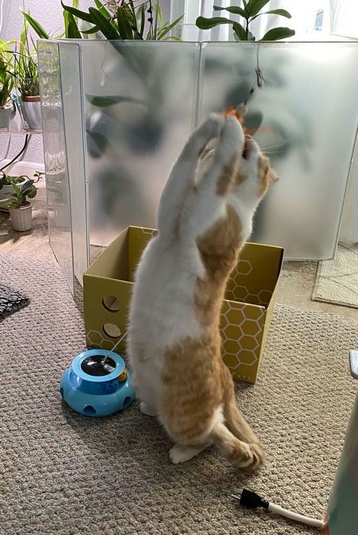 cats - Honey Butter Image 13