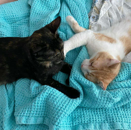 cats - Honey Butter Image 8