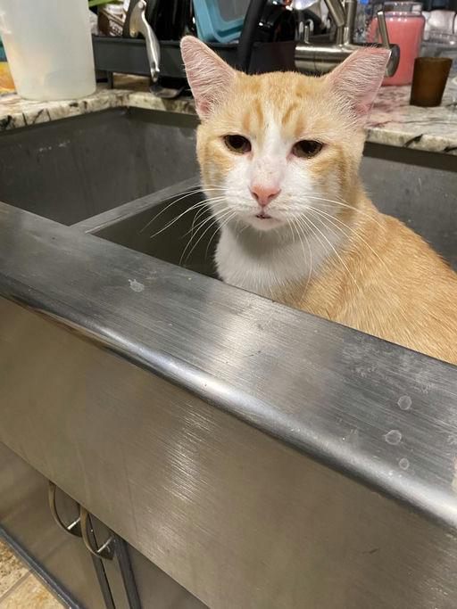 cats - Honey Butter Image 0