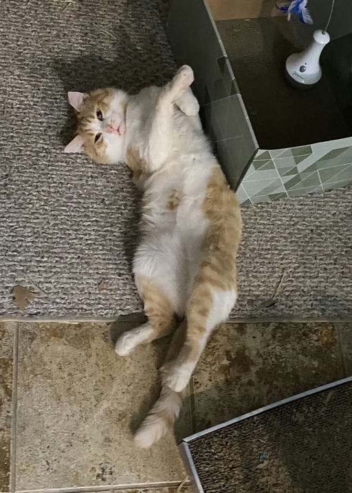 cats - Honey Butter Image 1