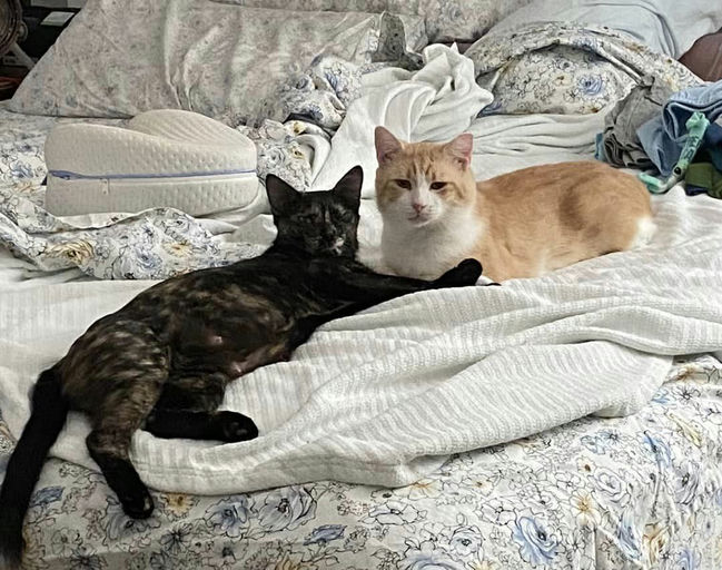 cats - Honey Butter Image 4