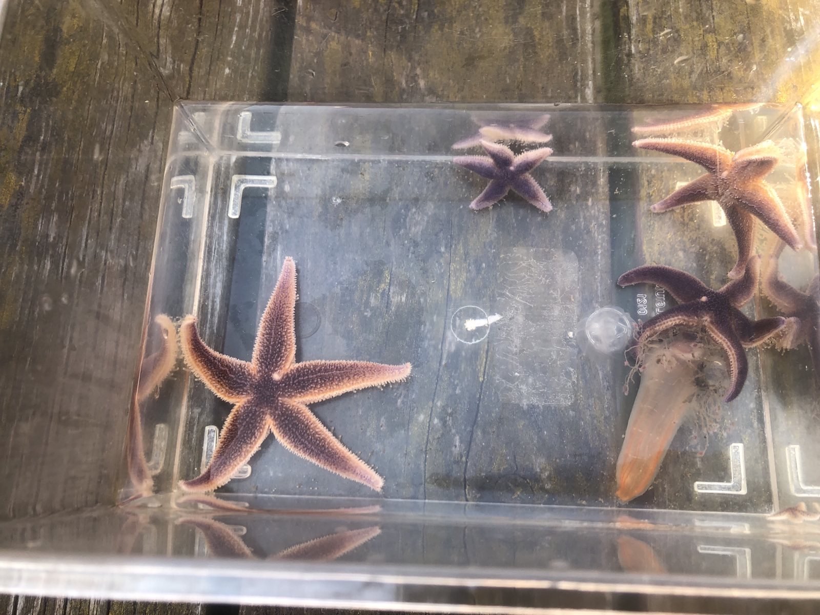 Youth actions for marine protection