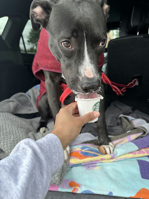 dogs - Jester Image 4