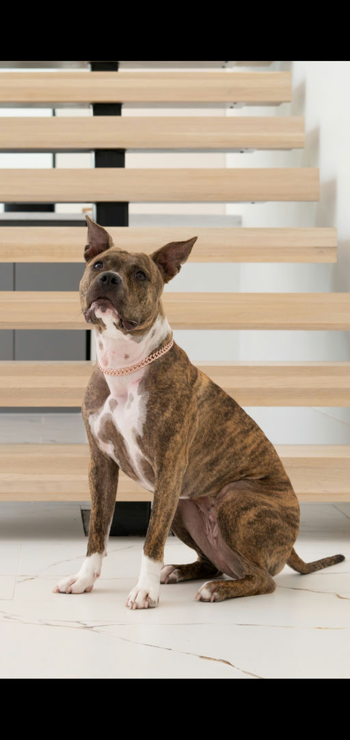 dogs - Naala Image 12