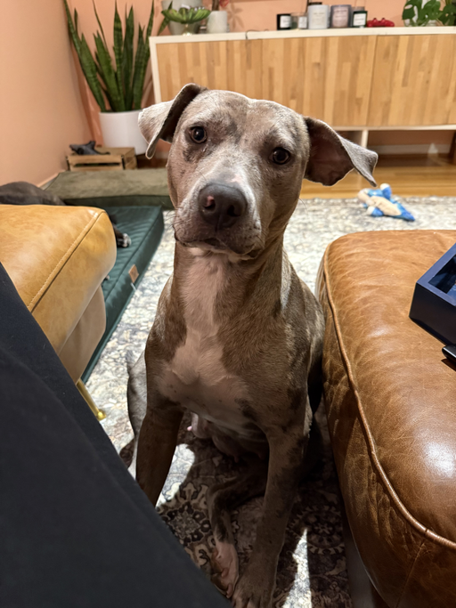 dogs - Morchella Image 2