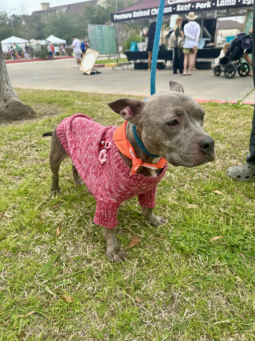 dogs - Millie Image 3