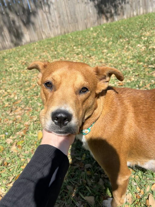 dogs - Princess Image 10