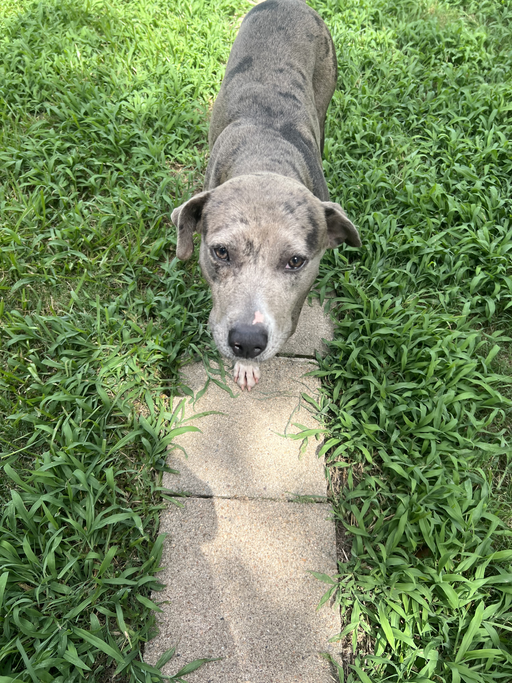 dogs - Morchella Image 1