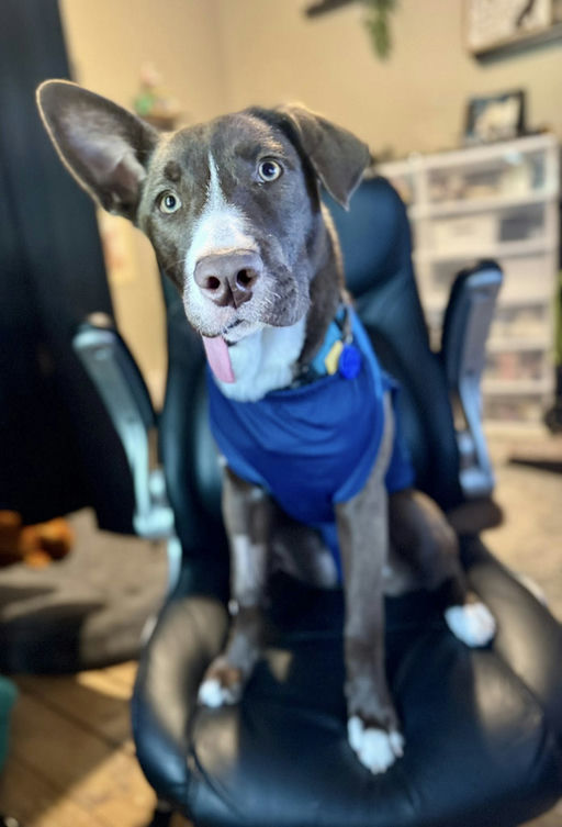 dogs - CadburyEgg Image 8